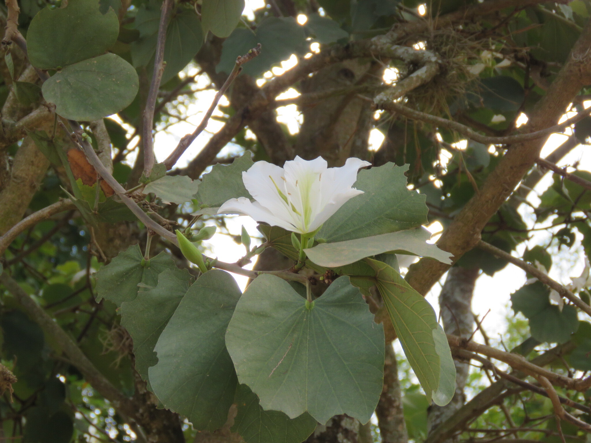 Bauhinia variegata