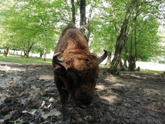Bison bonasus