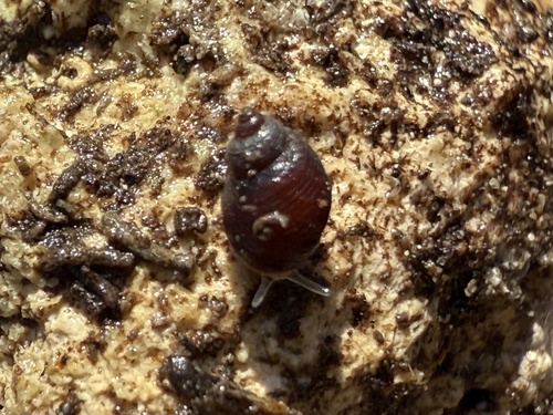 Pedipes mirabilis observed 2025-05-15