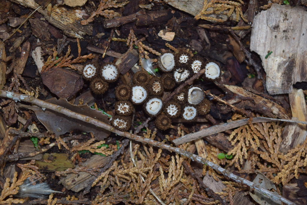 Cyathus striatus · May 2025 · photo: © davidwhyte (iNaturalist, cc-by-sa)