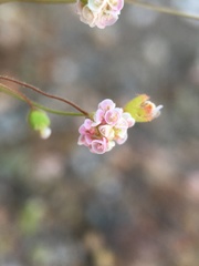 Eriogonum thurberi