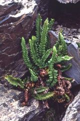 Polystichum kruckebergii