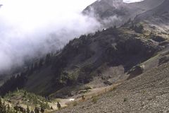 Polystichum kruckebergii