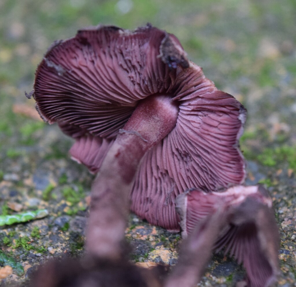 Psathyrella ornatispora
