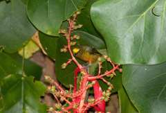 Euphonia gouldi image