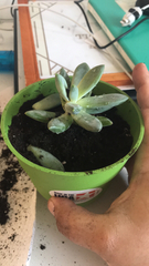 Graptopetalum