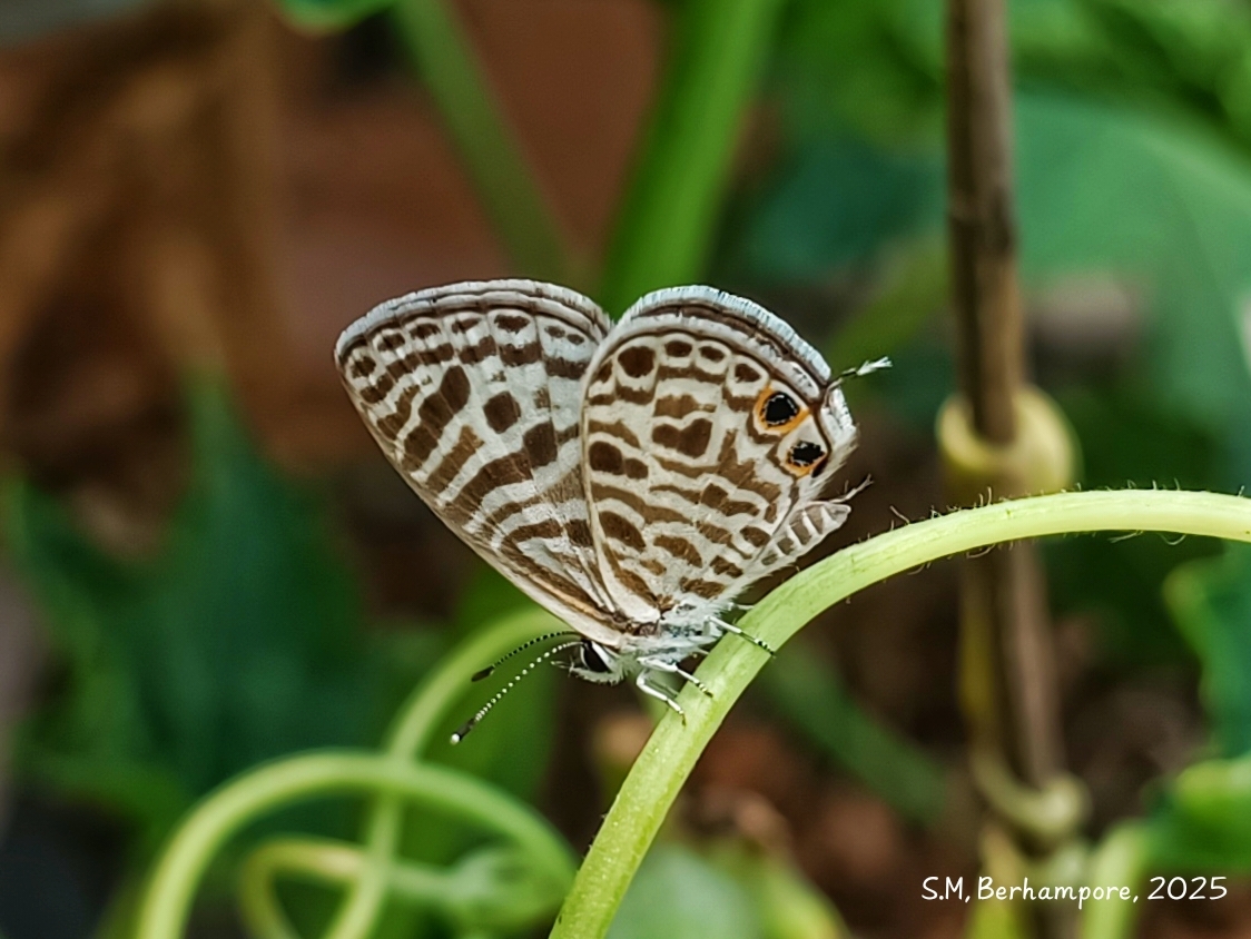 Zebra Blue