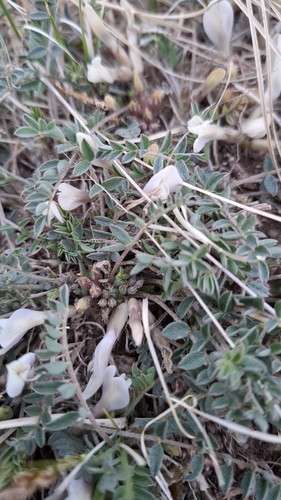 Astragalus scaberrimus