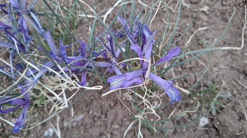 Iris tenuifolia