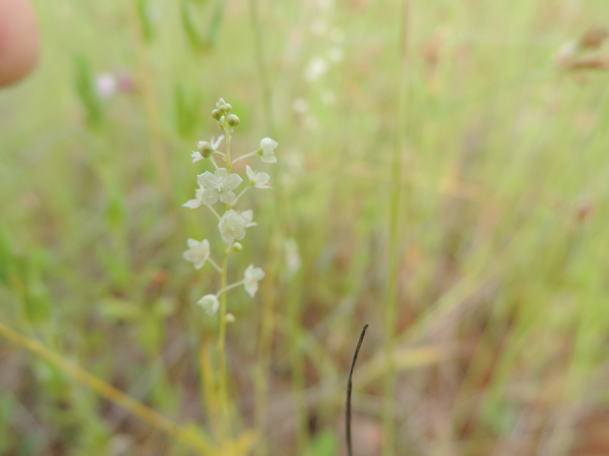 Microteaceae