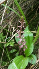 Crepidium kobi