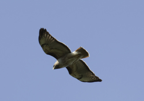 Red-tailed Hawk