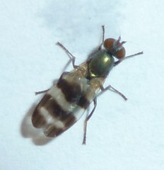Chaetopsis massyla