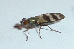 Chaetopsis massyla