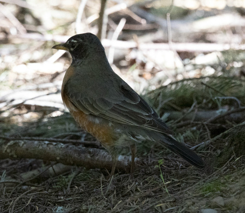 American Robin