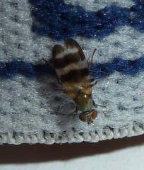 Chaetopsis massyla