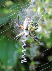 Argiope aurantia