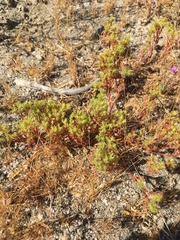 Lastarriaea coriacea