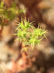 Lastarriaea coriacea