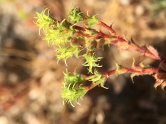 Lastarriaea coriacea