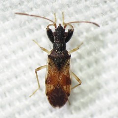 Pseudopamera setosa