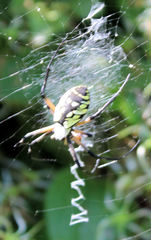 Argiope aurantia