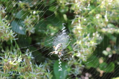 Argiope aurantia