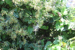 Argiope aurantia