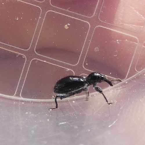 Myrmex myrmex photo 4