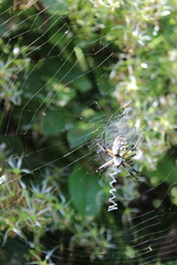 Argiope aurantia