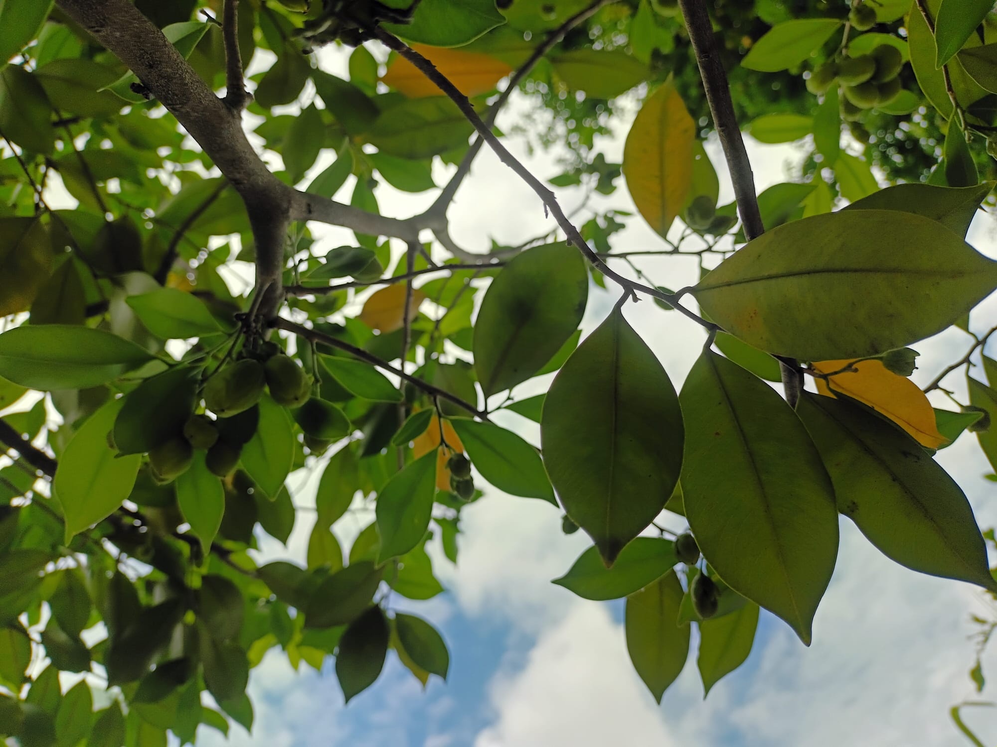 Incense Tree (Aquilaria sinensis)
