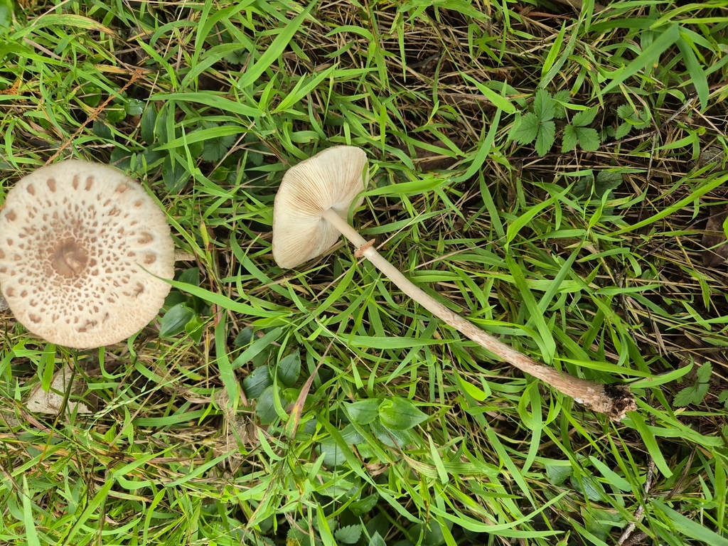 Macrolepiota clelandii · May 2025 · photo: © rempson (iNaturalist, cc-by)