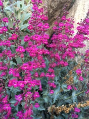 Penstemon clevelandii connatus