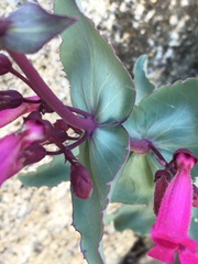 Penstemon clevelandii connatus