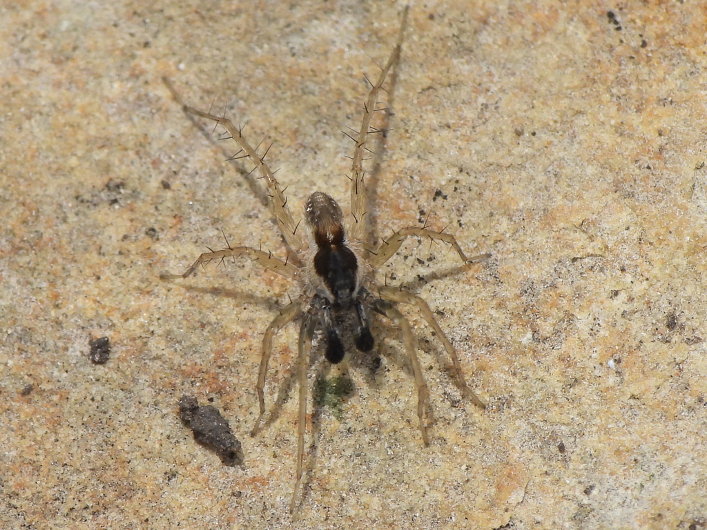 Pardosa atlantica