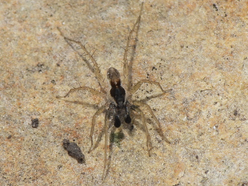 Pardosa atlantica