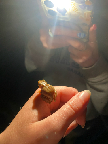 Spring Peeper