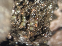 Iodophanus