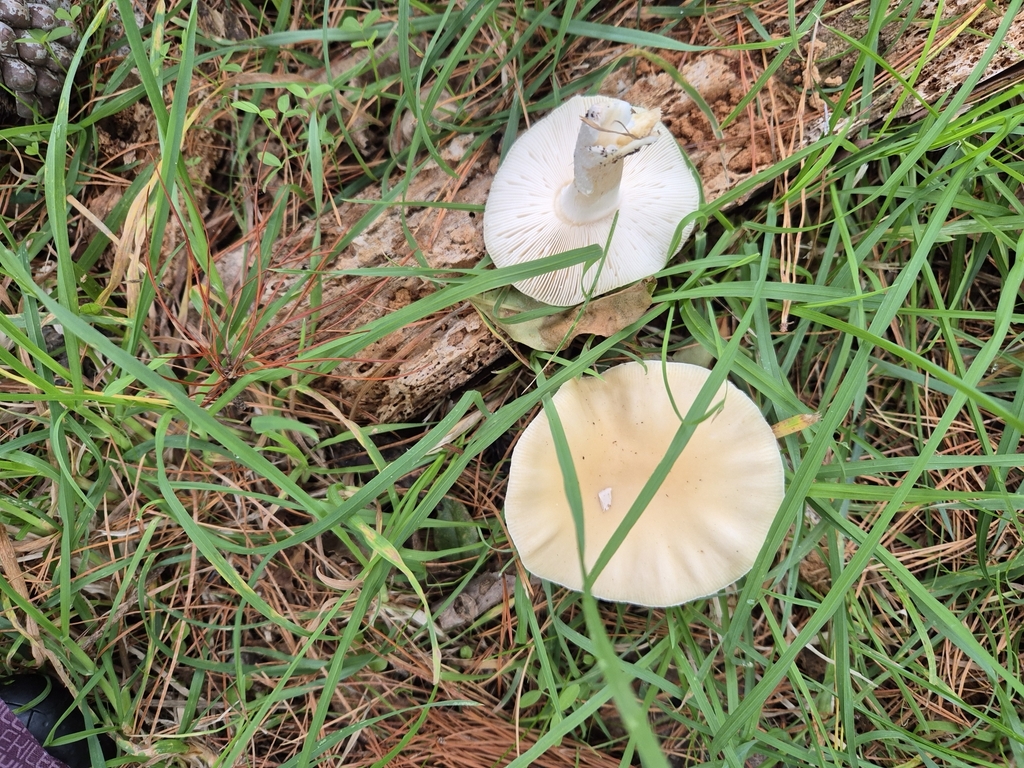 Amanita junquillea · May 2025 · photo: © rempson (iNaturalist, cc-by)