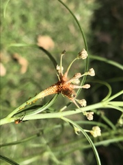 Puccinia chloridis