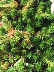 Selaginella watsonii