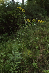 Solidago canadensis hargeri