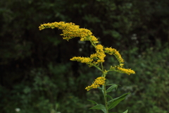 Solidago canadensis hargeri