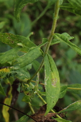 Solidago canadensis hargeri
