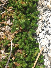 Selaginella watsonii