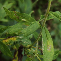 Solidago canadensis hargeri