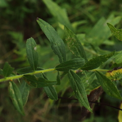 Solidago canadensis hargeri