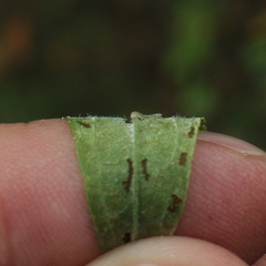 Solidago canadensis hargeri