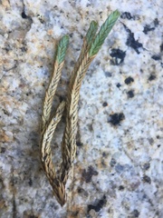 Selaginella watsonii