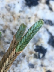 Selaginella watsonii